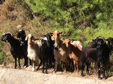 goats landscape.jpg
